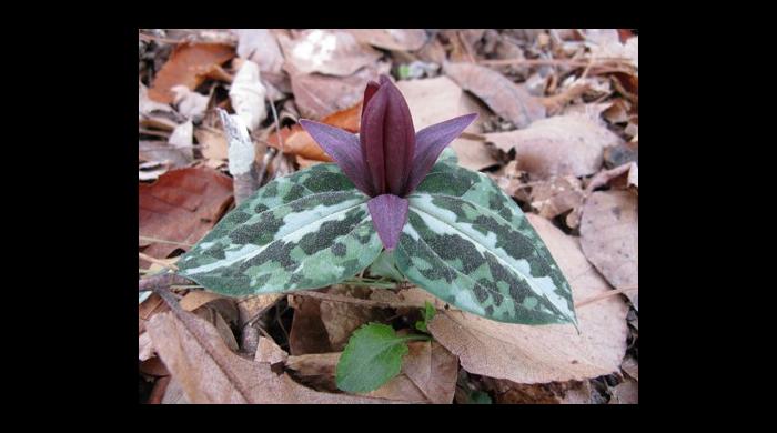 Trillium underwoodii