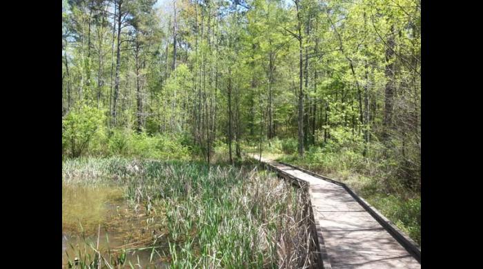 Ruffner Mountain