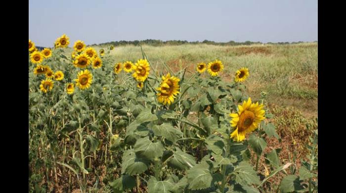 M. Barnett Lawley Forever Wild Field Trial Area