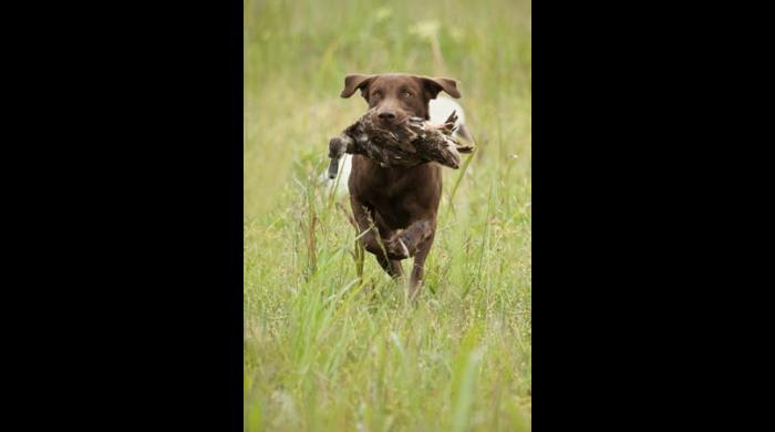 Retriever Hunt Test