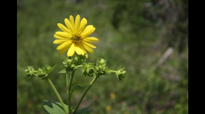 Old Cahawba Prairie