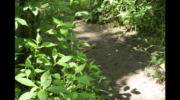 Snake on Trail