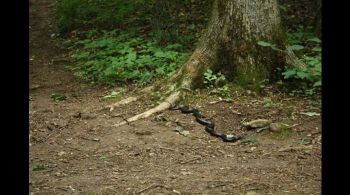 Snake on Trail