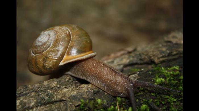 Hikers may see all types of wildlife on the trail.