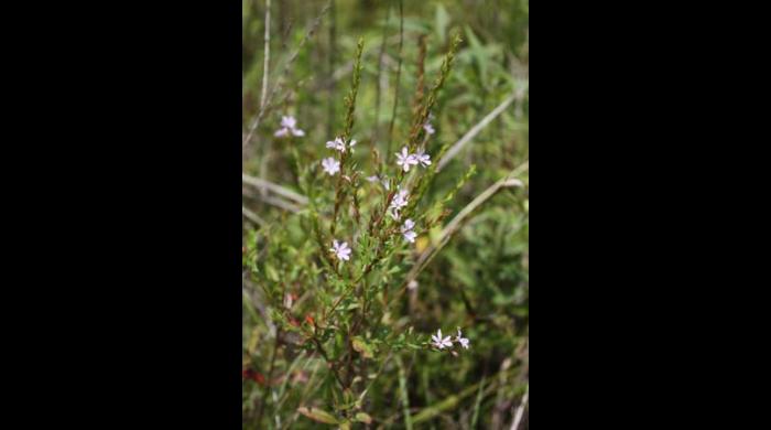 Winged Loosestrife