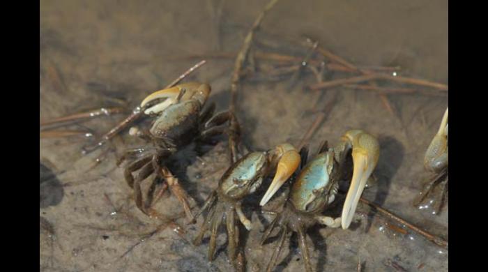 Crabs at Heron Bay Wetlands