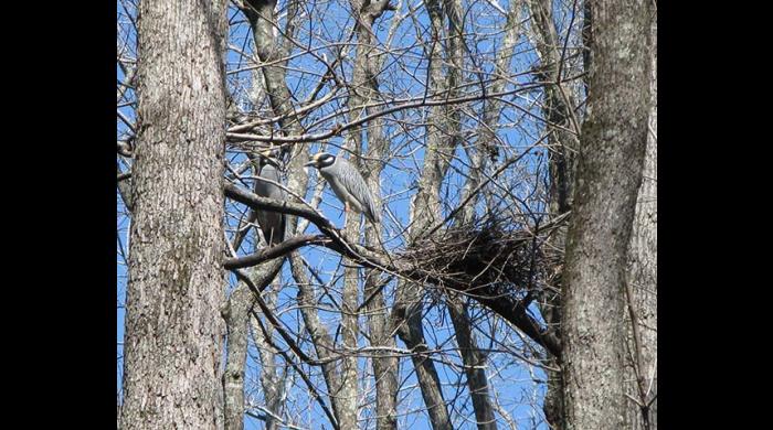 Yellow-crowned night heron