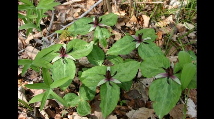 A trillium on the Periwinkle Spring Addition