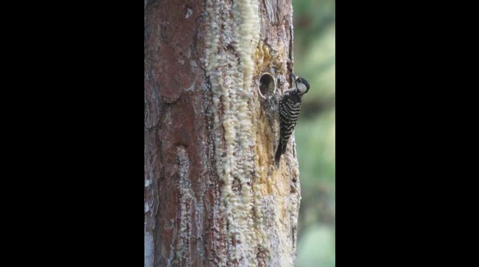 Red-cockaded Woodpecker using an artificial cavity.