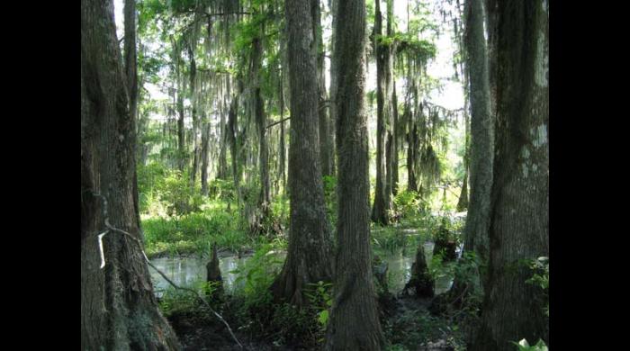 Wetland on the Riggins Tract Addition