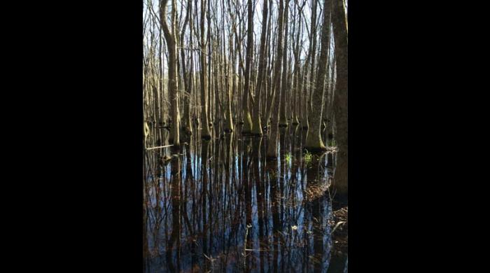 Wetland on the Riggins Tract Addition