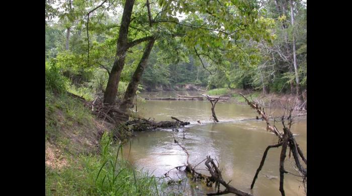 Sipsey River Swamp