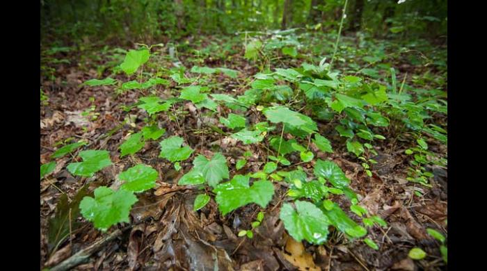 Shoal Creek Nature Preserve