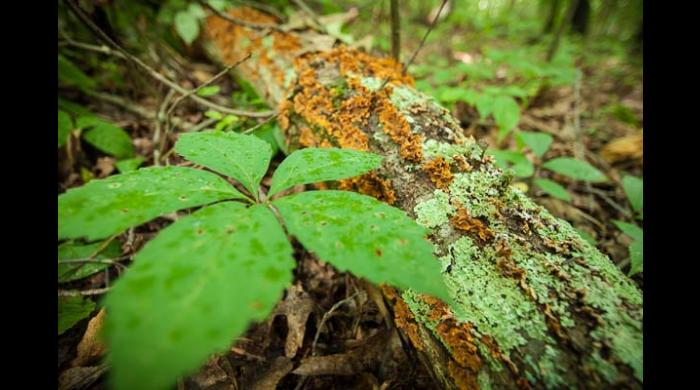 Shoal Creek Nature Preserve