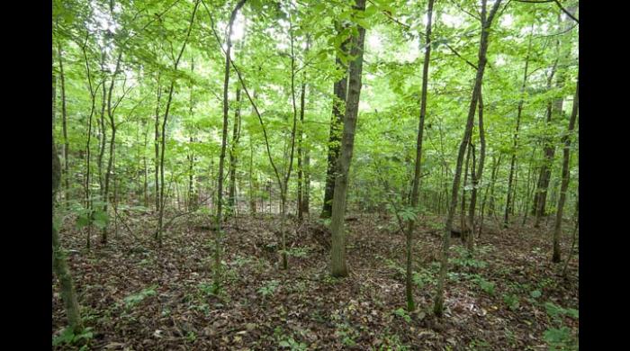 Shoal Creek Nature Preserve