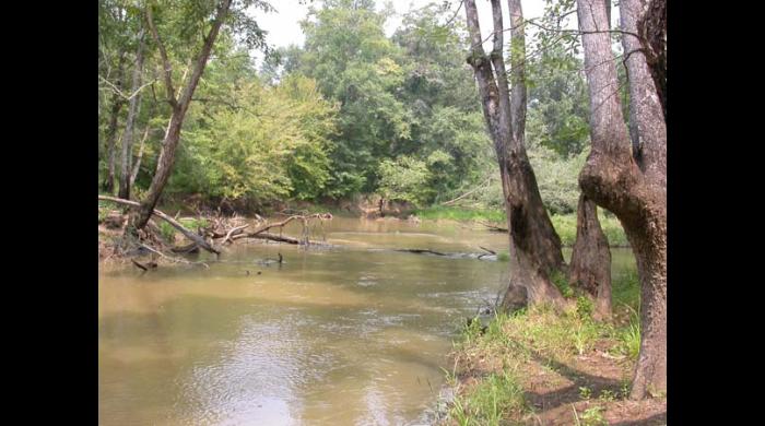 Sipsey River Swamp