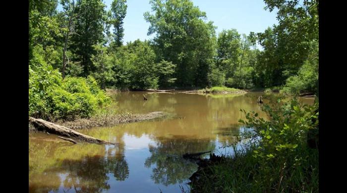 Sipsey River Swamp