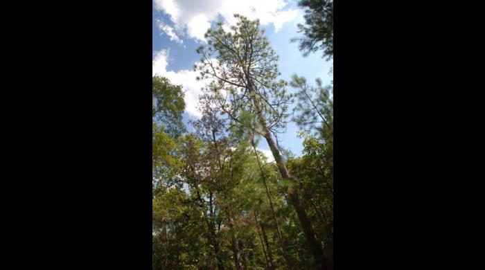 Yates Lake WMA