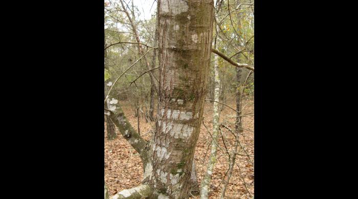 Arkansas Oak