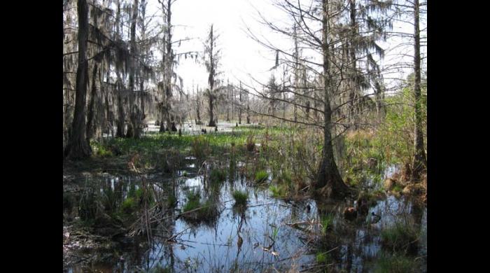 Wetland on the Riggins Tract Addition