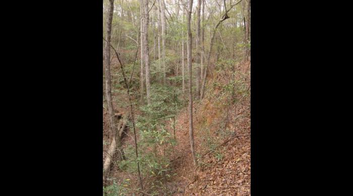 A ravine on the Pocosin Tract