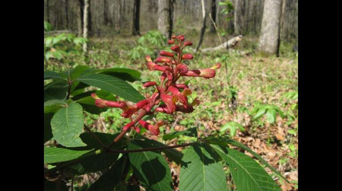 Red buckeye bloom