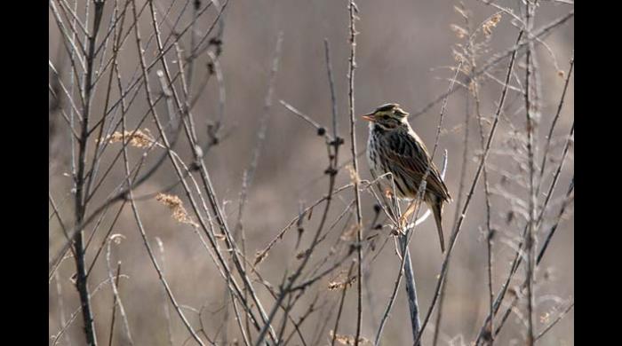 Savannah Sparrow