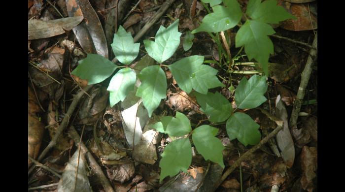 poison ivy