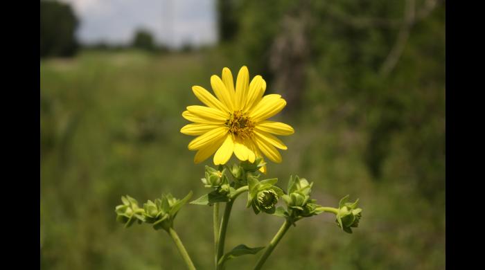 Old Cahawba rosinweed