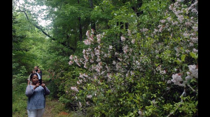 Mountain laurel