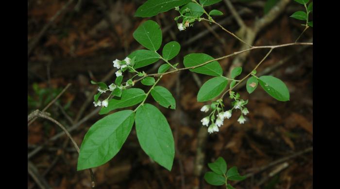 Vaccinium stamineum 