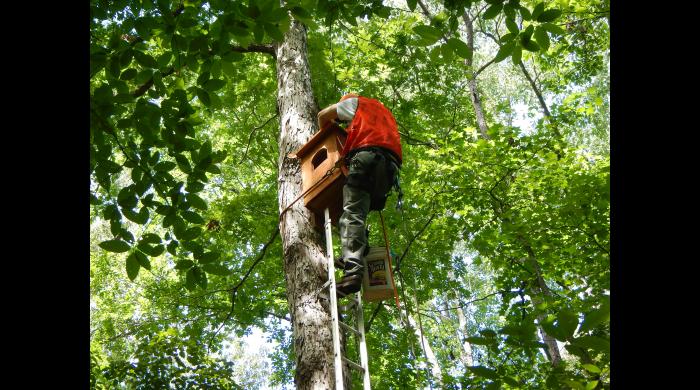 installing a bat box