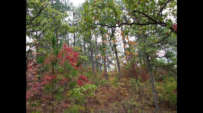 Coldwater Mountain