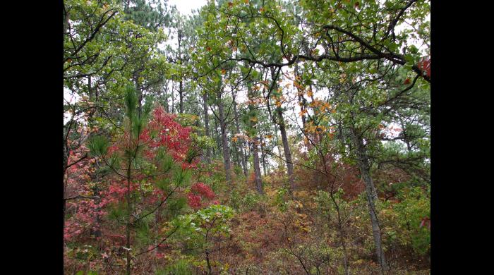 Coldwater Mountain fall color