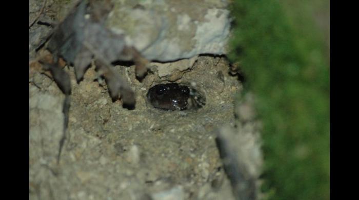 Red Hills Salamander