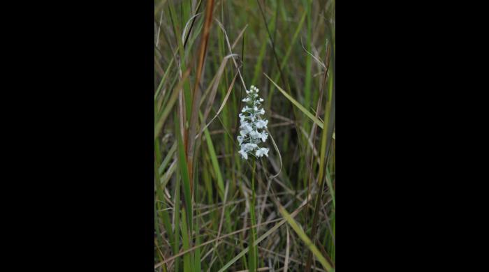 Snowy Orchid