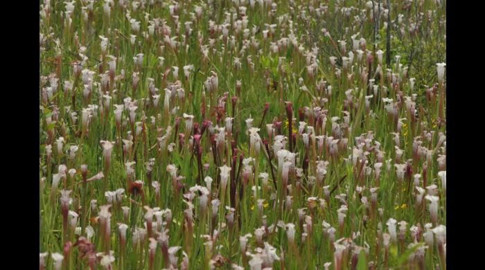 Pitcher plants at Splinter Hill Bog (photo by Ashley Peters)