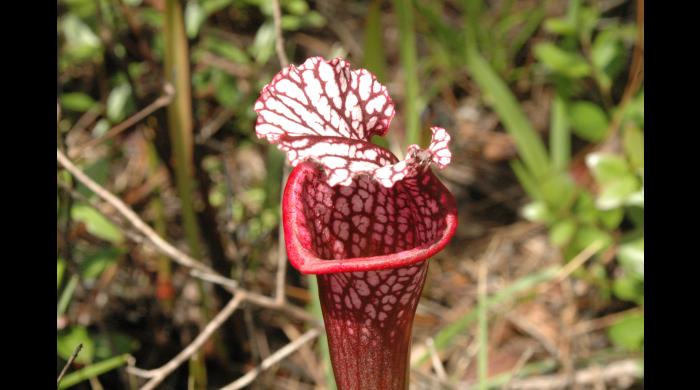 Pitcher plant (photo by Ashley Peters)
